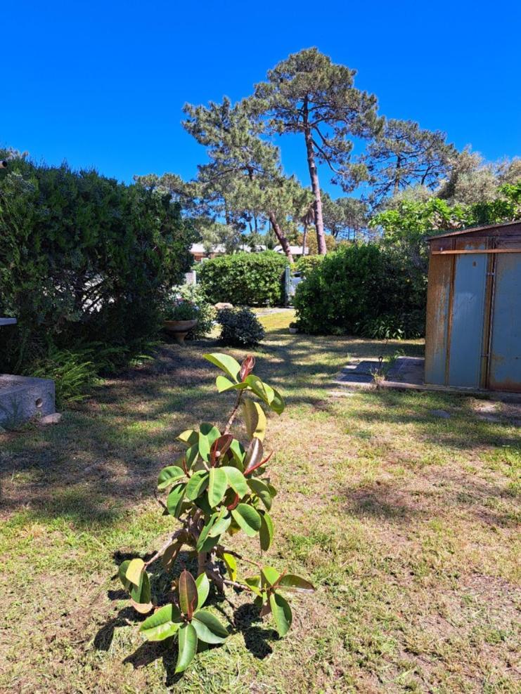Mini Villa Jardin 50 M Plage Borgo (Corsica) Exterior foto
